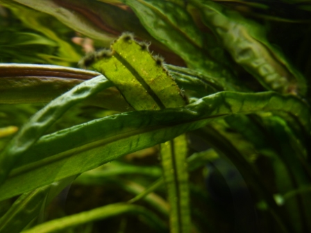 unknown black algae.