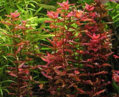 Giant red rotala