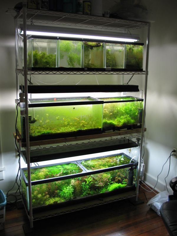 aquariumrack.jpg