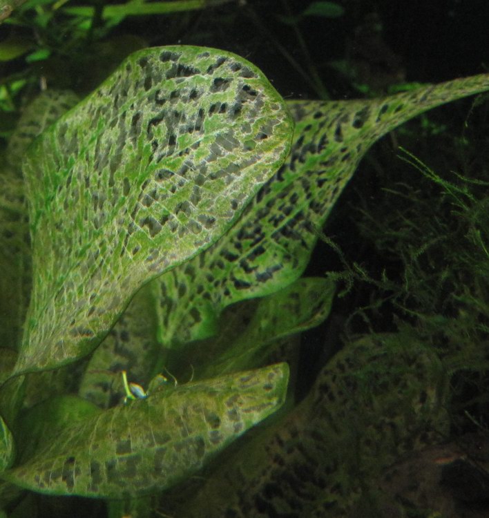 Echinodorus sp..JPG