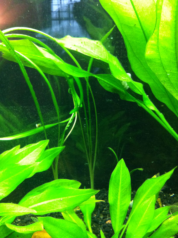 Cryptocoryne crispatula??