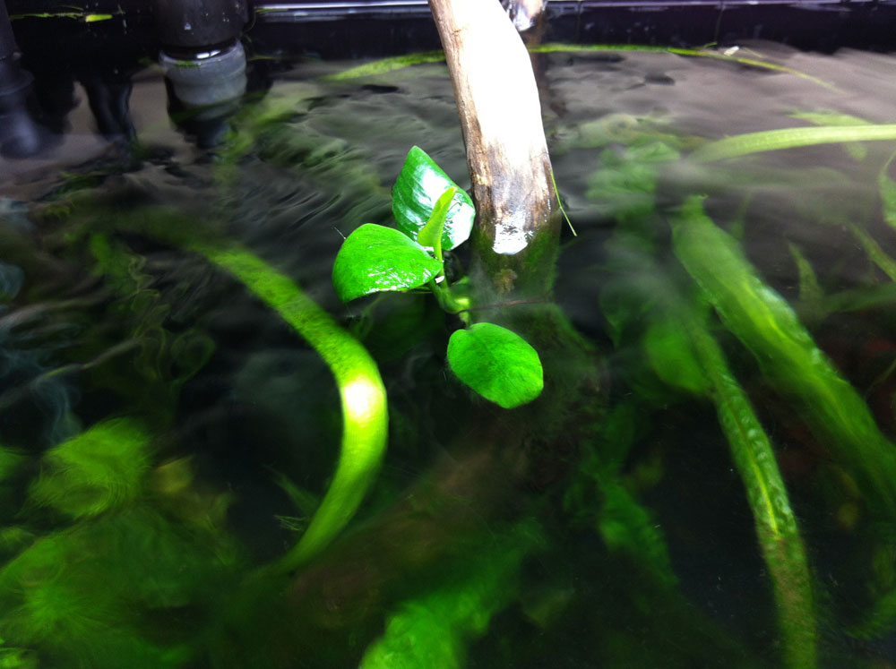 anubias petit