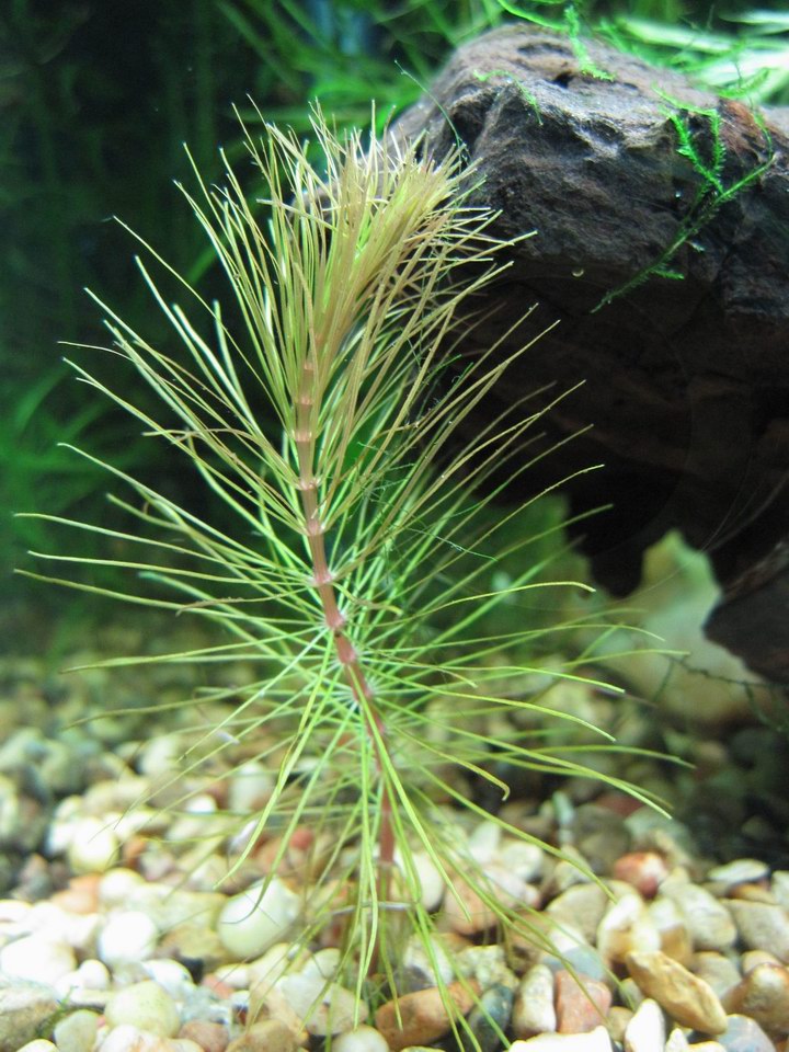 Ludwigia inclinata var verticillata Araguaia.JPG