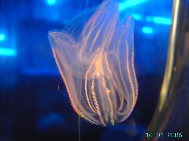 a 2-3 inch local jellyfish