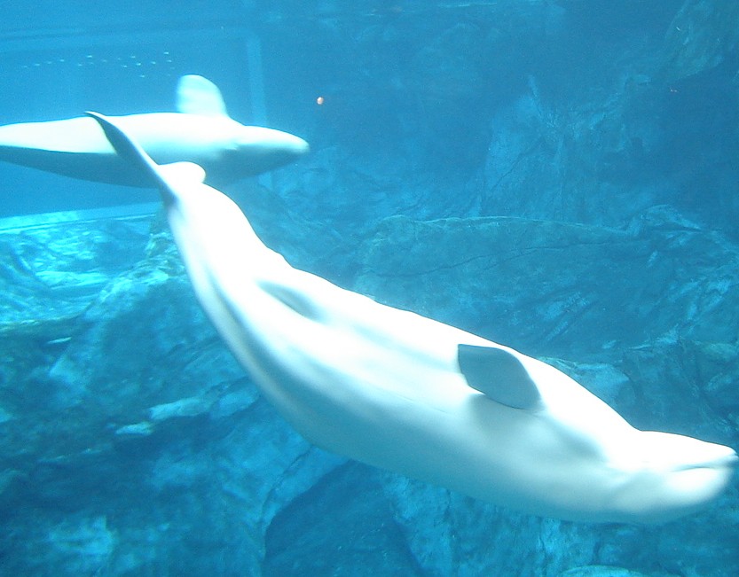 Beluga Whale