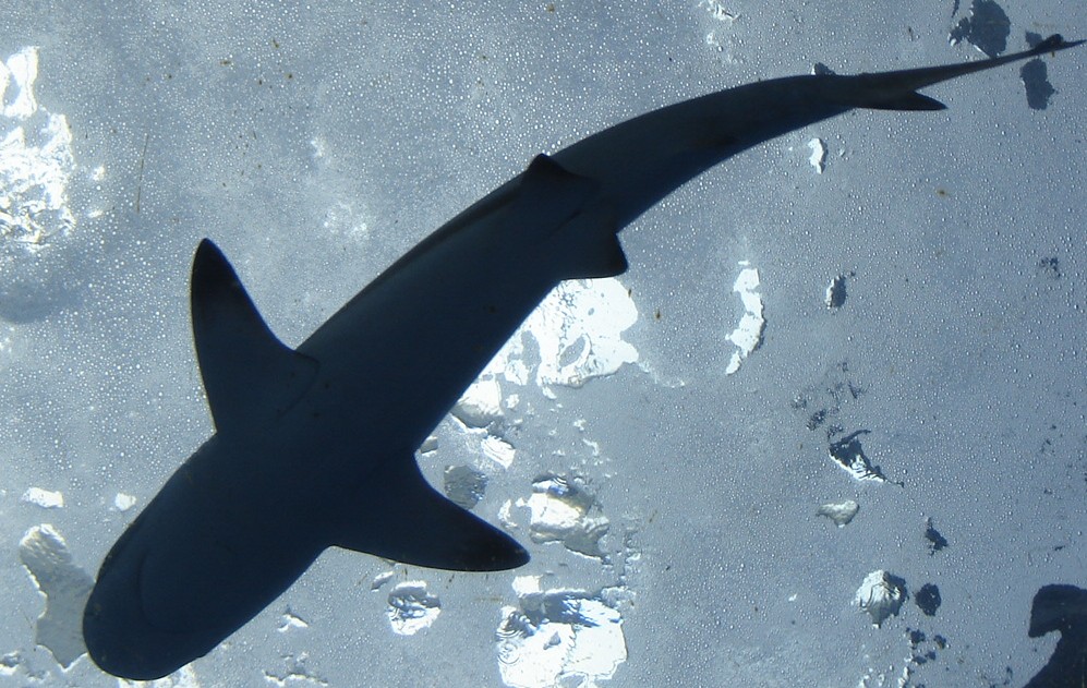 Shark Overhead