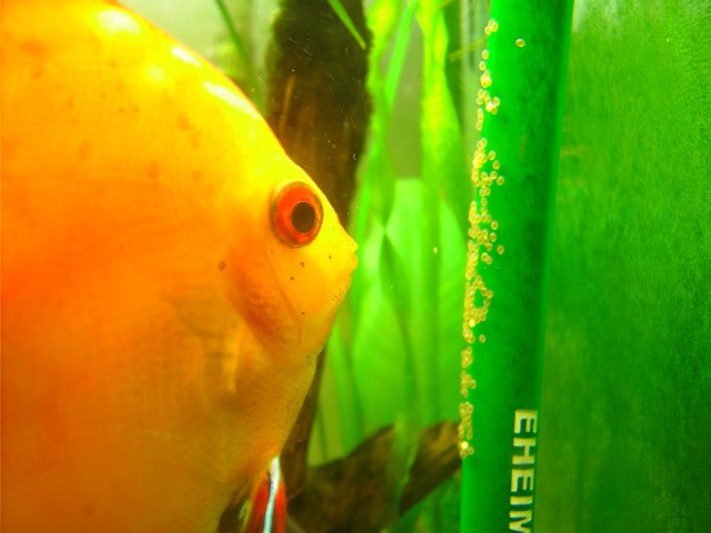 Orange discus