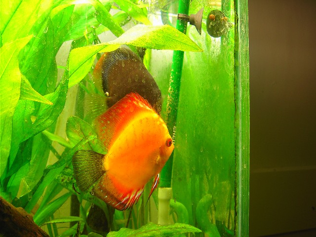 discus pair