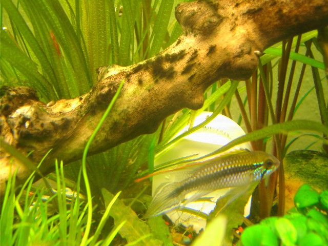 male apisto agassizi