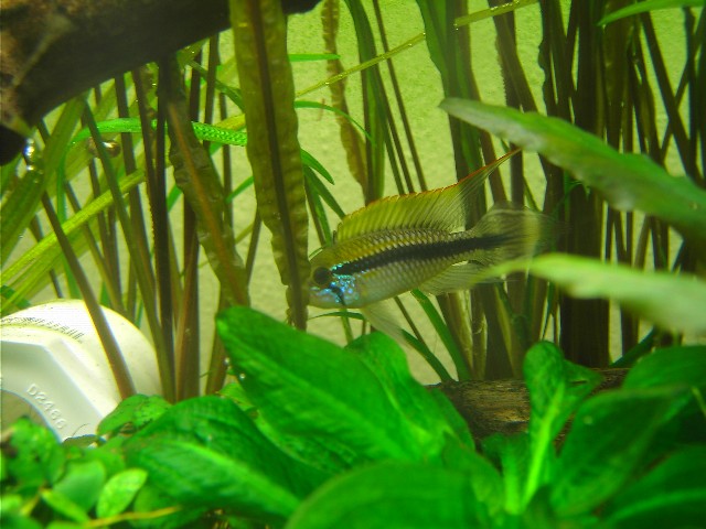 male apisto agassizi