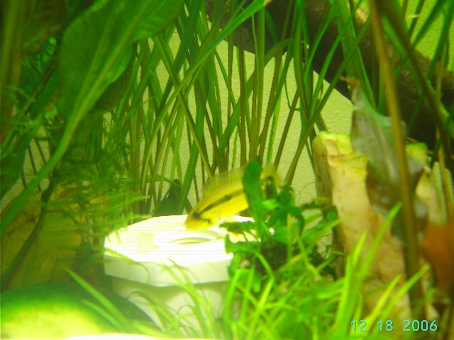 female apisto agassizi