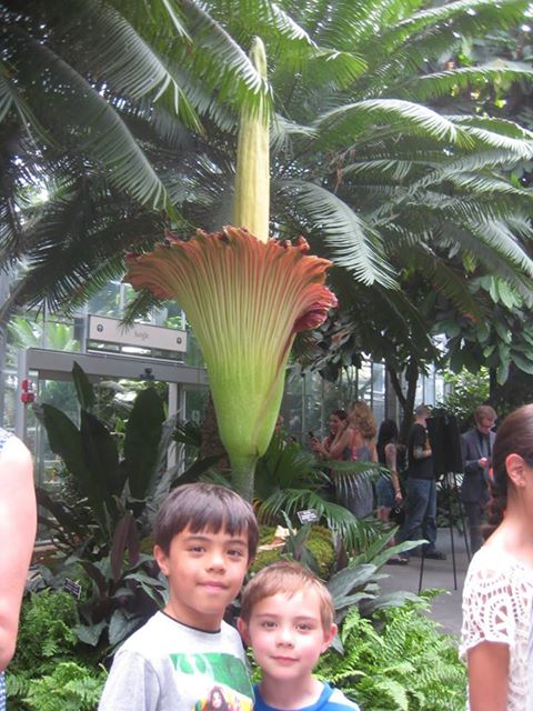 Corpse Flower.jpg