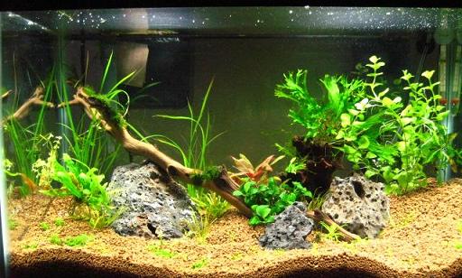 10g New Scape.JPG