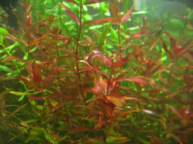 Rotala macranda.JPG