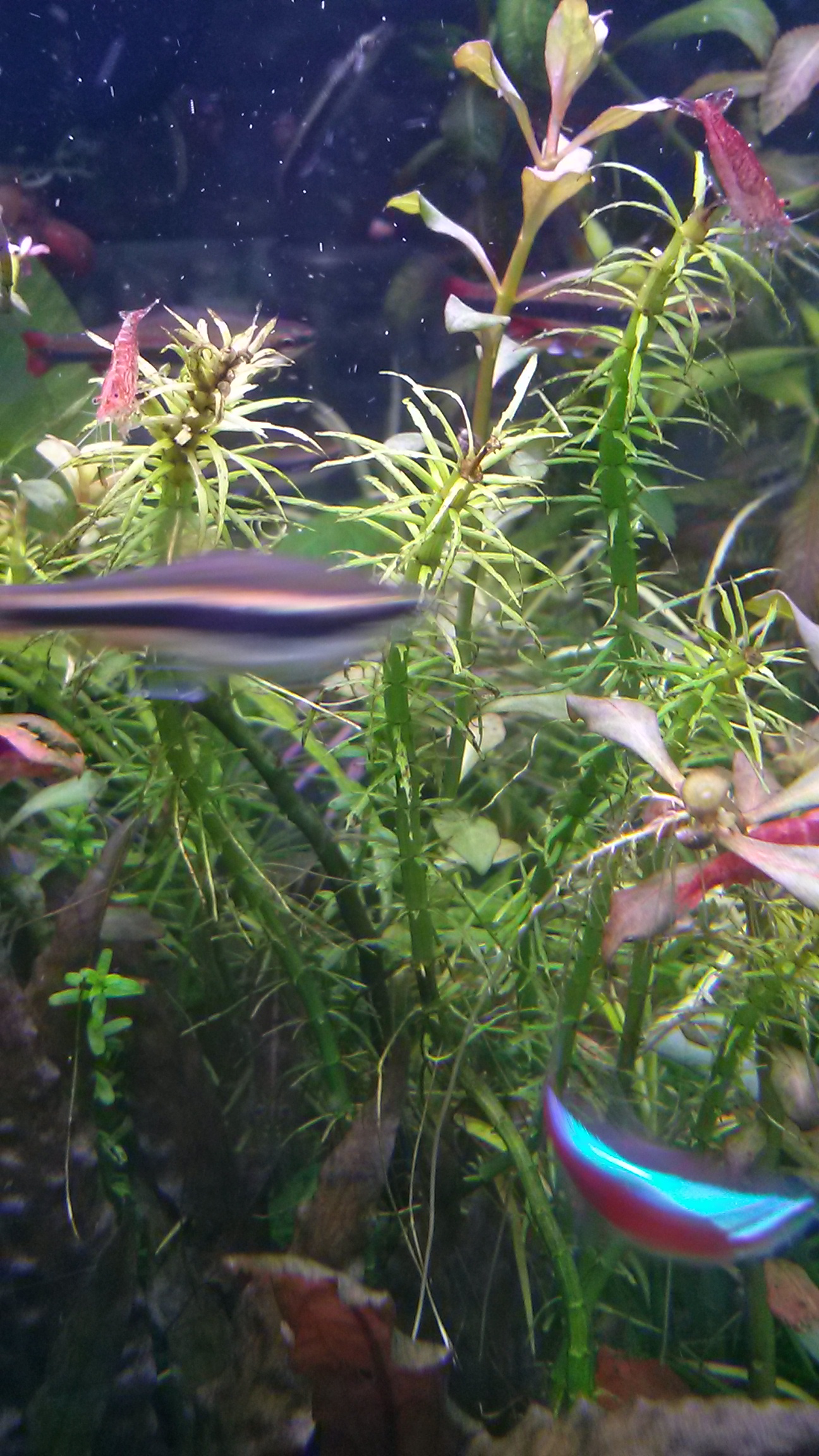 Rotala mexicana "Green"