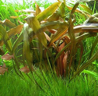 "Narrow leaf rubin", 2012 photo