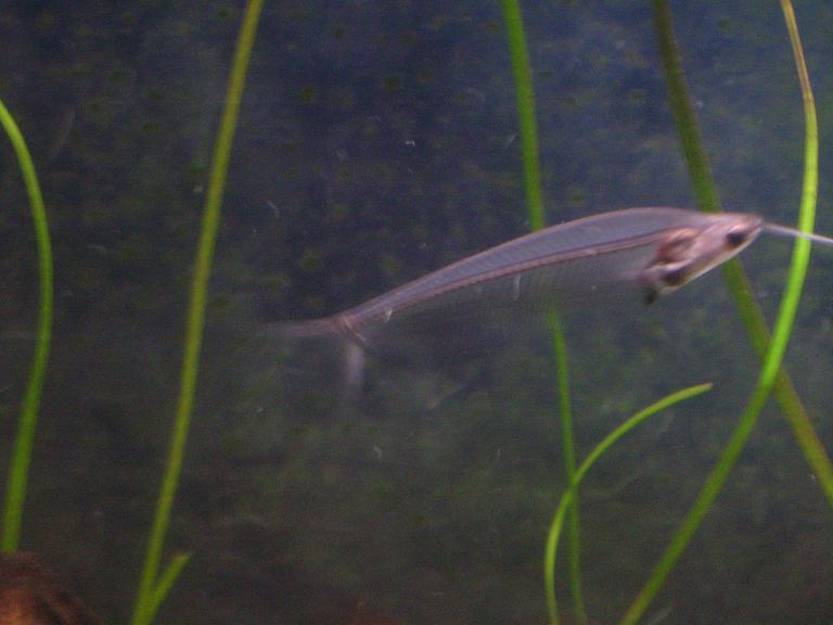 One of my two Glass Catfish