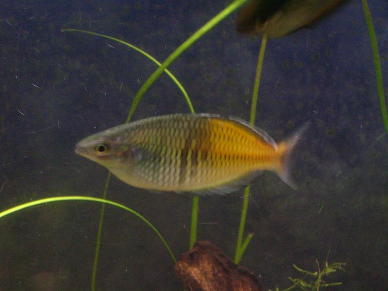 Oldest fish in the tank... and one of my favorites in the hobby... the larger of my two Boesemani Rainbows