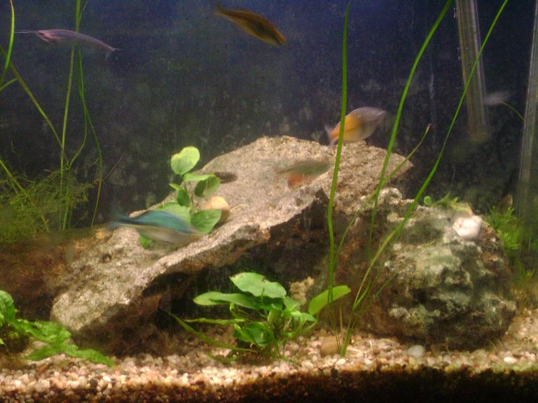 Anubias, Jungle Val, Java Fern, Java Moss, some Lace Java Fern in back right corner...