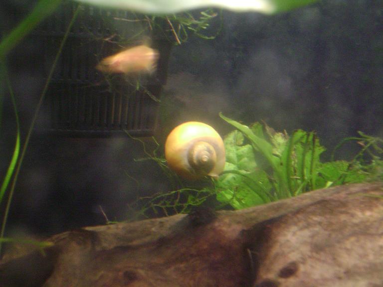 One of two Gold Apple Snails