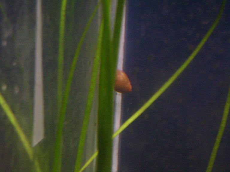 Olive Nerite