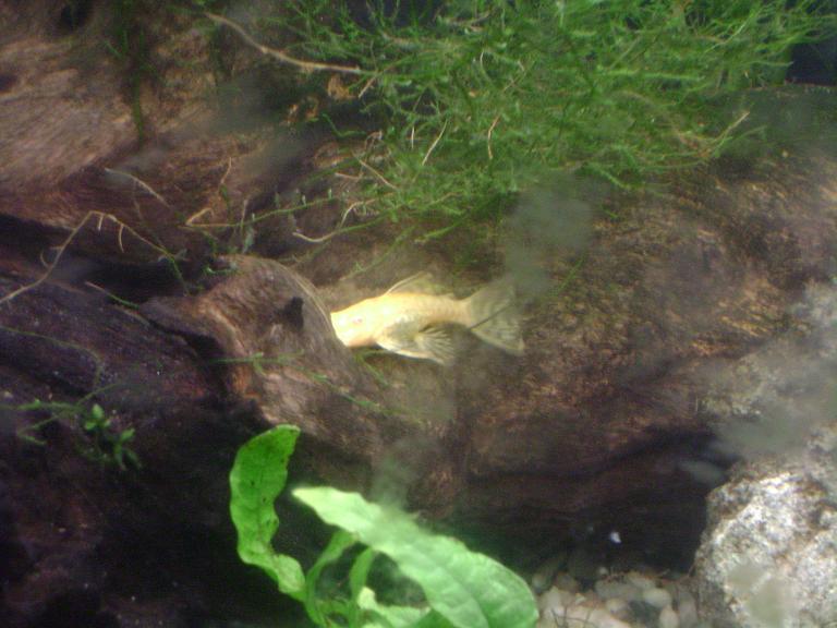 Albino BN Pleco