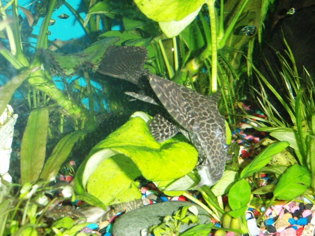 snacking on algea off the banana plant:P