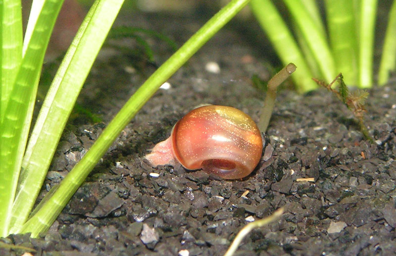 orange ramshorn