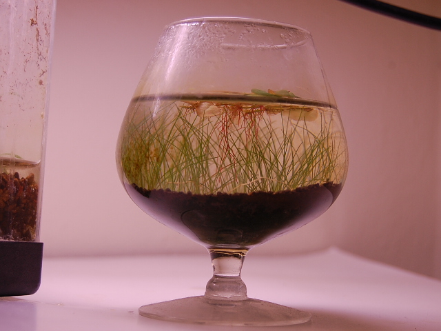 closeup of the small gobule with little substrate and hairgrass