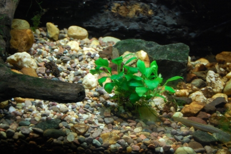 Anubia nano growing in low light at the National Aquarium