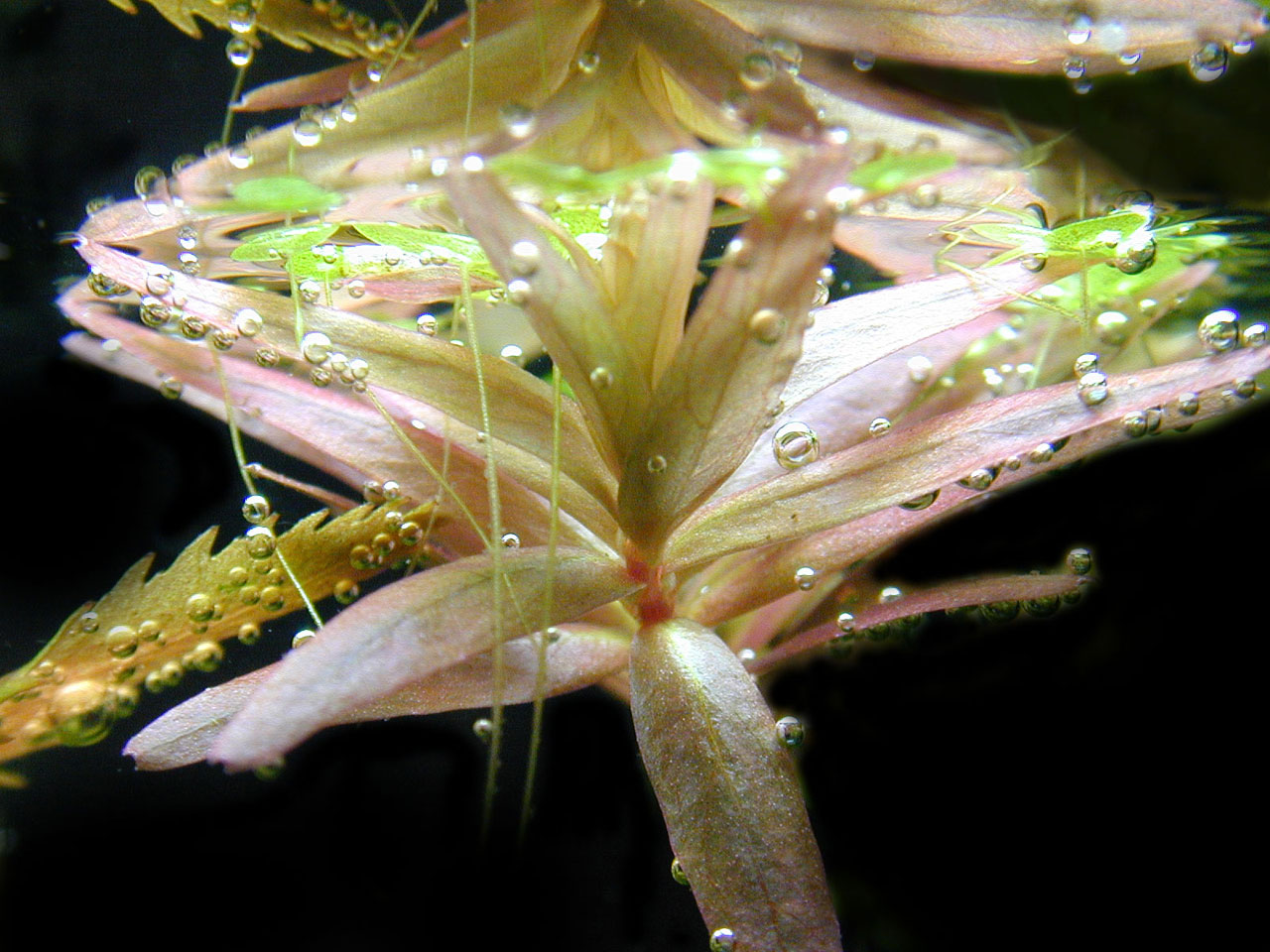 R. rotundifolia at water surface