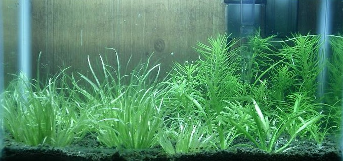 Blyxa japonica on the left, rotala verticularis on the back right, downoi just in front of that, and dwarf sag in front of that on the right side.