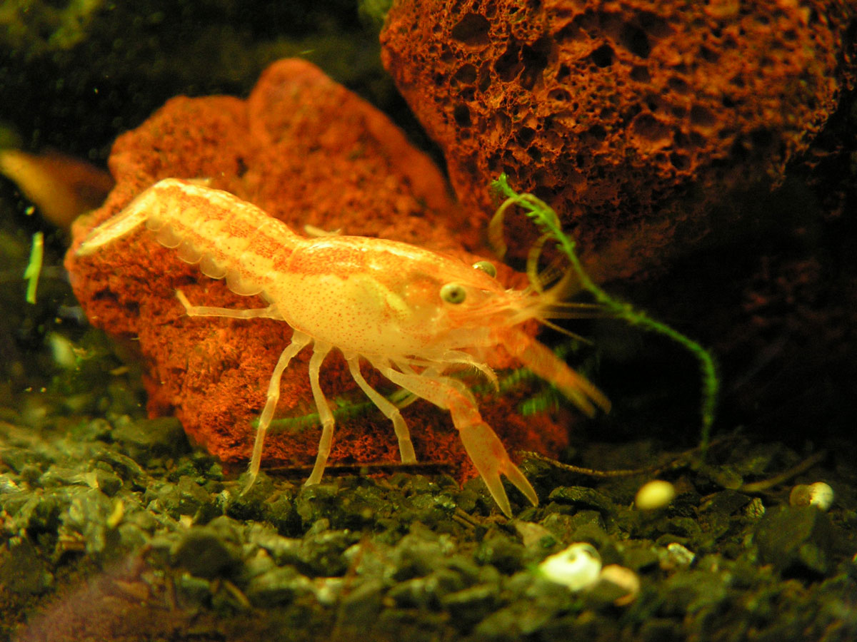 Mexican dwarf orange crayfish.  Full size as adults: ~ 1.25&quot;.