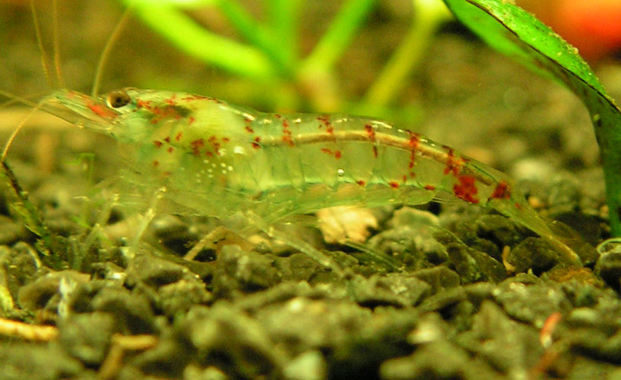 Blue Pearl shrimp, digestive tract full of food.