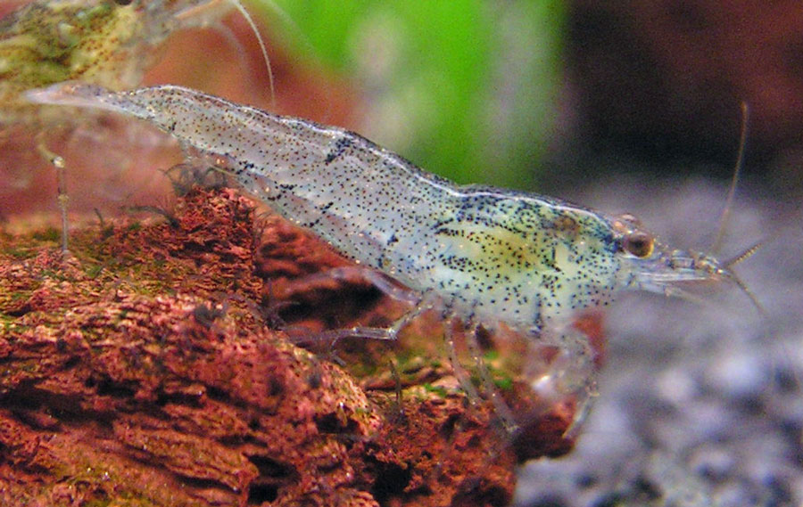 Neocaridina zhangjiajiensis with an absence of food in the digestive tract.