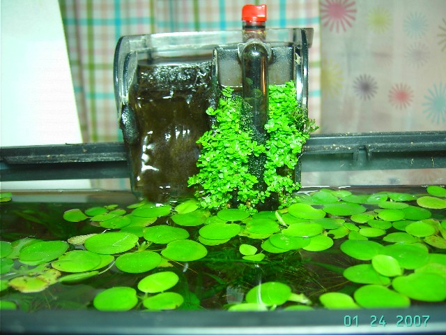 nano filter with HC and frogbit