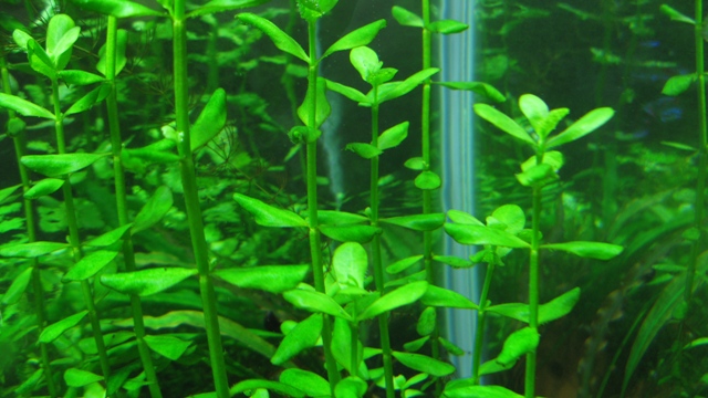 Bacopa monnieri.JPG