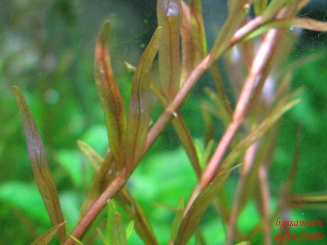 Rotala What.jpg