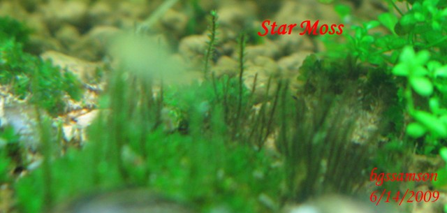 Star moss.jpg