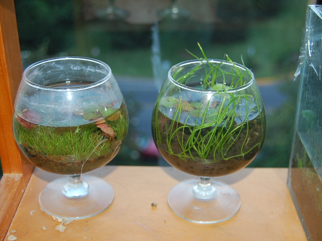 Hairgrass and mini lileopsis