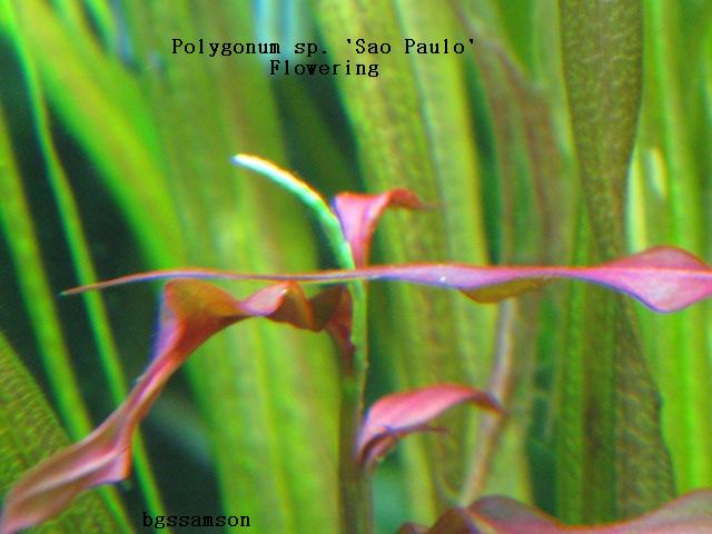 Polygonum sp. 'Sao Paulo'-2.JPG