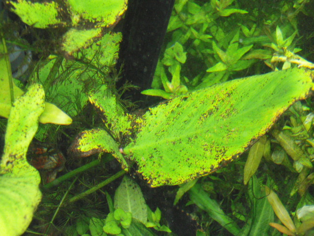 unidentified very large leaves anubia