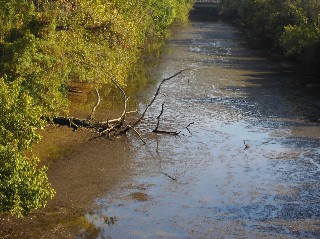 maybe this?
<br />There's a Great Blue Heron to the right of the tree in the muck.