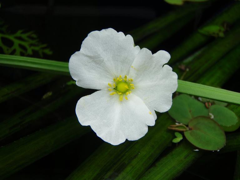 sword flower