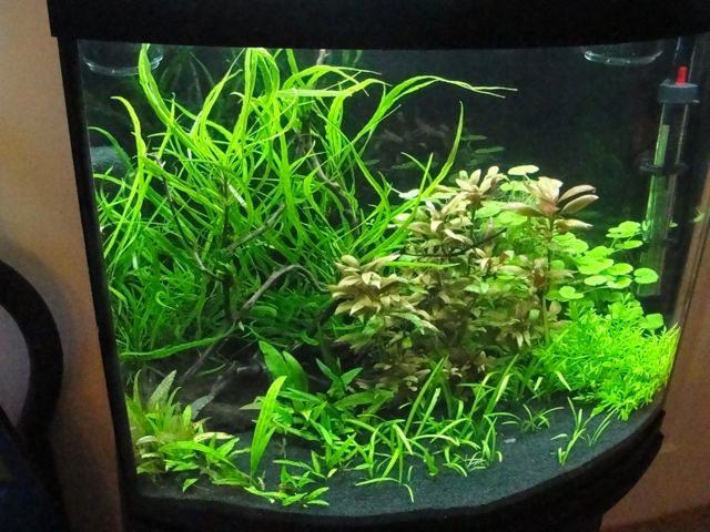 plant to gwapa tank shot.jpg