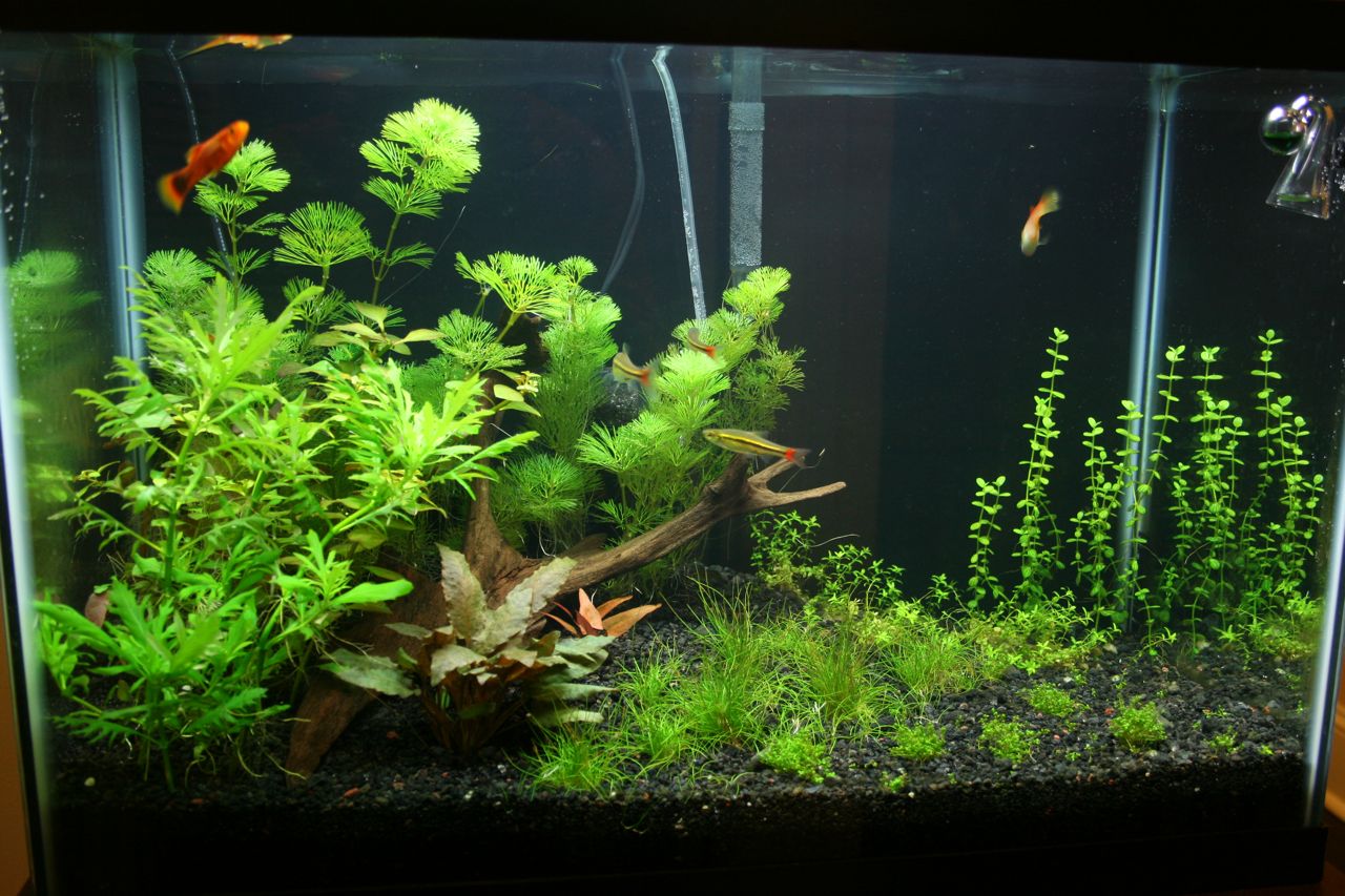 Planted Tank Day 22 2.jpg