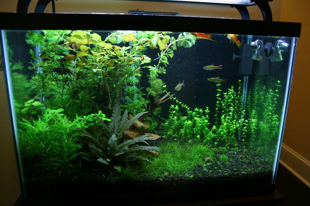 Planted Tank Day 50 1 (Compressed).jpg