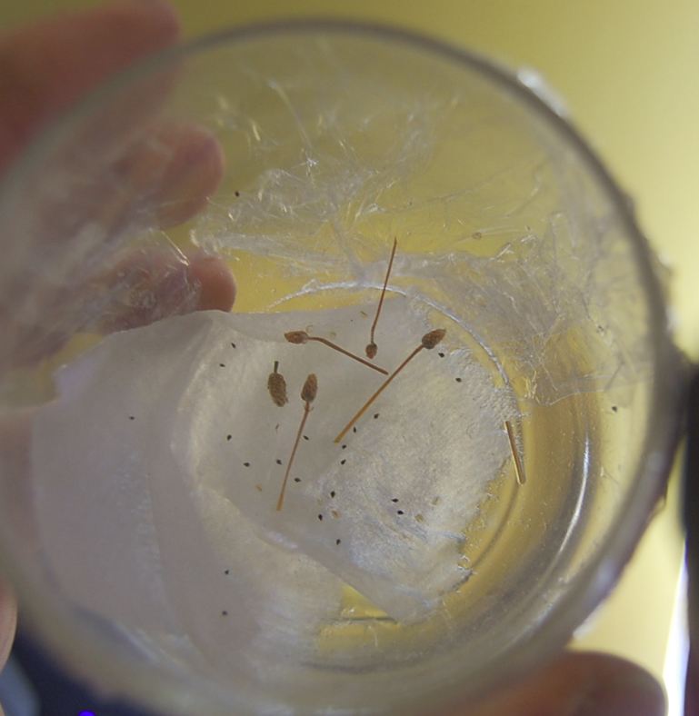 Moist towel in glass.  No germination