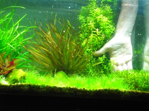 blyxa japonica in front of hand, blyxa aubertii on left in 30 gallon.