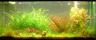 30 gallon tank with blyxa japonica on right and left and redish blyxa aubertii in middle back